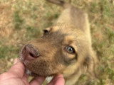 Kirsten, chienne à adopter en association