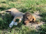Kirsten, chienne à adopter en association