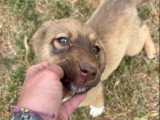 Kirsten, chienne à adopter en association