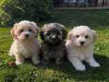 3 chiots Bichon Havanais LOF mâles à réserver nés en avril 2026