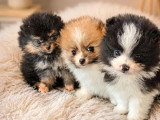 3 chiots femelles Spitz Nain non LOF nés en avril 2026 à vendre
