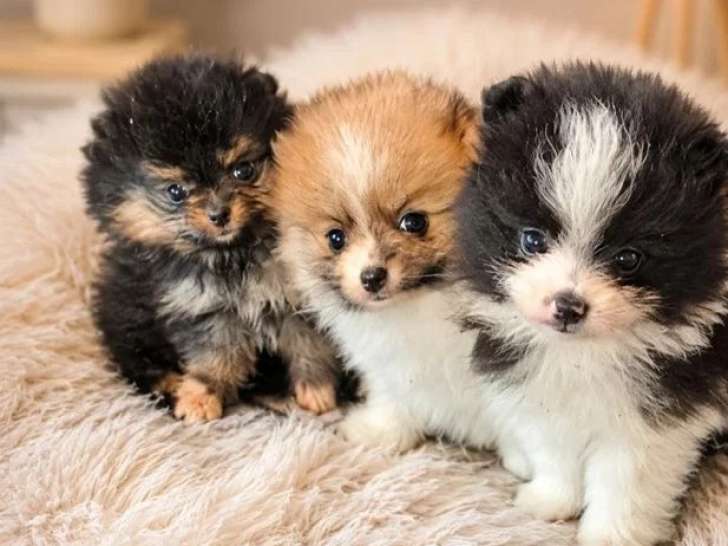 3 chiots femelles Spitz Nain non LOF nés en avril 2026 à vendre
