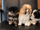 3 chiots femelles Spitz Nain non LOF nés en avril 2026 à vendre