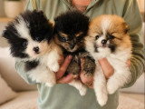 3 chiots femelles Spitz Nain non LOF nés en avril 2026 à vendre