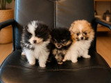 3 chiots femelles Spitz Nain non LOF nés en avril 2026 à vendre