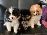 3 chiots femelles Spitz Nain non LOF nés en avril 2026 à vendre