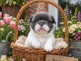 Chiots Bouldogue Français à vendre