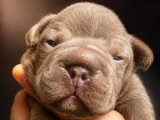Chiots Bouldogue Français à vendre