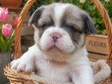Chiots Bouldogue Français à vendre