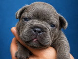 Chiots Bouldogue Français à vendre