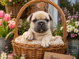 Chiots Bouldogue Français à vendre