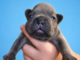 Chiots Bouldogue Français à vendre