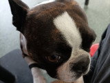 Mâle Boston Terrier disponible pour saillie