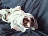 Mâle Boston Terrier disponible pour saillie