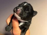 2 chiots Pomsky F3 non LOF à vendre, nés en avril 2026