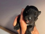 2 chiots Pomsky F3 non LOF à vendre, nés en avril 2026