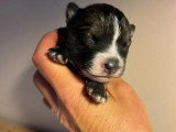 2 chiots Pomsky F3 non LOF à vendre, nés en avril 2026