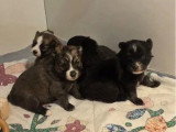 2 chiots Pomsky F3 non LOF à vendre, nés en avril 2026