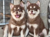 2 chiots Pomsky F3 non LOF à vendre, nés en avril 2026