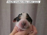 7 Cocker Spaniel Anglais LOF à réserver, nés en juin 2026