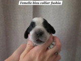 7 Cocker Spaniel Anglais LOF à réserver, nés en juin 2026