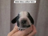 7 Cocker Spaniel Anglais LOF à réserver, nés en juin 2026