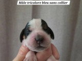 7 Cocker Spaniel Anglais LOF à réserver, nés en juin 2026