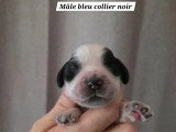 7 Cocker Spaniel Anglais LOF à réserver, nés en juin 2026