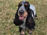 7 Cocker Spaniel Anglais LOF à réserver, nés en juin 2026