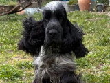 7 Cocker Spaniel Anglais LOF à réserver, nés en juin 2026