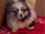 Deux chiots Spitz Nain Poméranien femelles bleu merle non LOF de mars 2026 à vendre