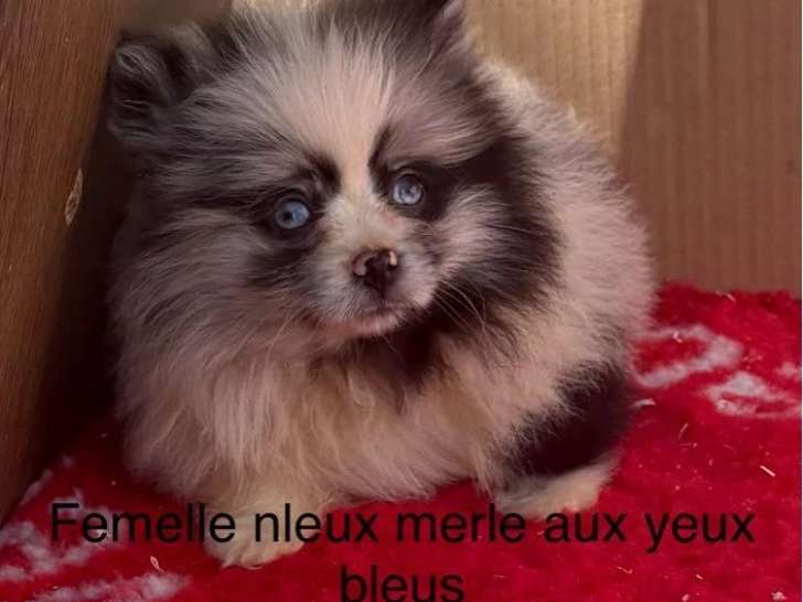 Deux chiots Spitz Nain Poméranien femelles bleu merle non LOF de mars 2026 à vendre