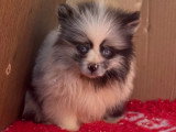 Deux chiots Spitz Nain Poméranien femelles bleu merle non LOF de mars 2026 à vendre