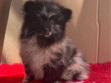 Deux chiots Spitz Nain Poméranien femelles bleu merle non LOF de mars 2026 à vendre