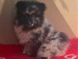 Deux chiots Spitz Nain Poméranien femelles bleu merle non LOF de mars 2026 à vendre