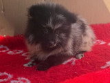 Deux chiots Spitz Nain Poméranien femelles bleu merle non LOF de mars 2026 à vendre