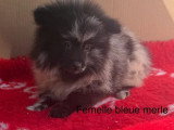 Deux chiots Spitz Nain Poméranien femelles bleu merle non LOF de mars 2026 à vendre