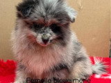 Deux chiots Spitz Nain Poméranien femelles bleu merle non LOF de mars 2026 à vendre