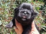 2 chiots femelles Shih Tzu non LOF à réserver nés mai 2026