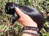 2 chiots femelles Shih Tzu non LOF à réserver nés mai 2026