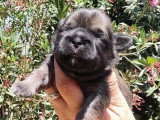 2 chiots femelles Shih Tzu non LOF à réserver nés mai 2026