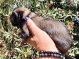 2 chiots femelles Shih Tzu non LOF à réserver nés mai 2026