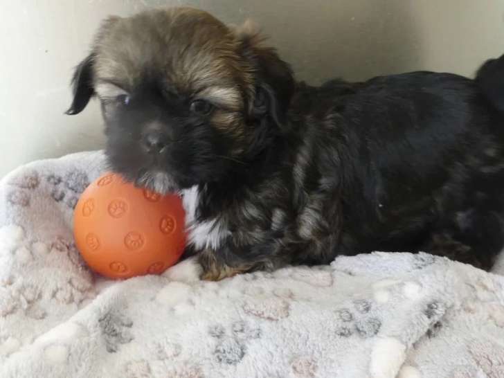 Portée 3 chiots Lhassa Apso LOF nés en avril 2026 à vendre