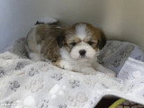 Portée 3 chiots Lhassa Apso LOF nés en avril 2026 à vendre