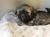 Portée 3 chiots Lhassa Apso LOF nés en avril 2026 à vendre