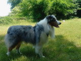 Cherche femelle Berger Australien rouge merle disponible pour saillie