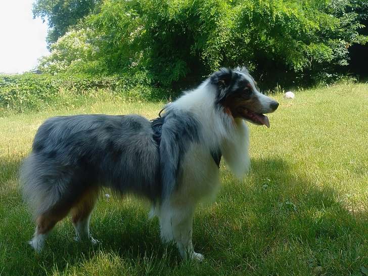 Cherche femelle Berger Australien rouge merle disponible pour saillie