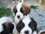 Chiots Saint-Bernard à vendre