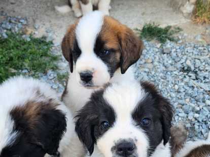 Chiots Saint-Bernard à vendre