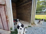 Chiots Saint-Bernard à vendre